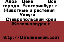 Алоэ › Цена ­ 150 - Все города, Екатеринбург г. Животные и растения » Услуги   . Ставропольский край,Железноводск г.